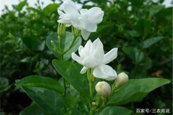 什么的小花