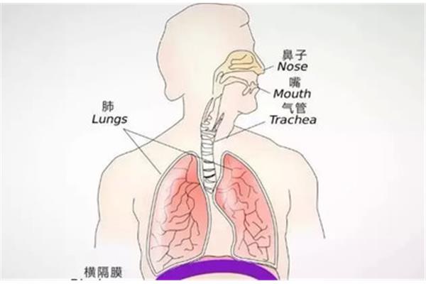 横膈膜在哪里