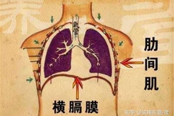 横膈膜在哪里