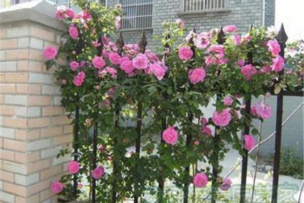 月季花怎么养