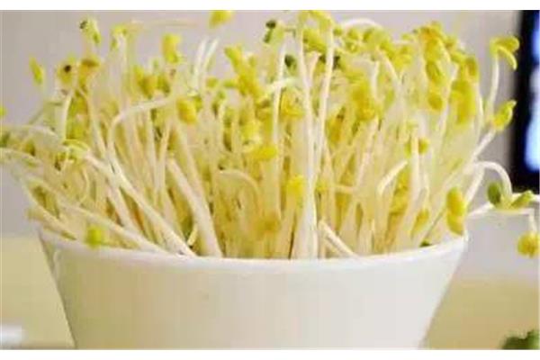 绿豆芽的营养价值