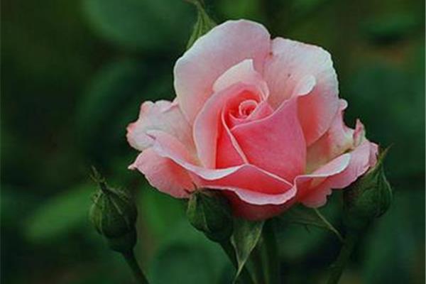 月季花怎么养