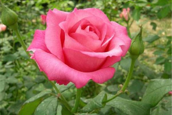 月季花怎么养