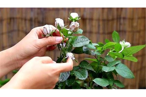 月季花怎么养