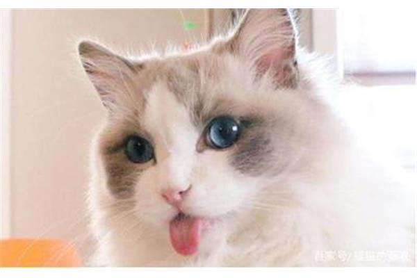 猫喜欢吃鱼吗