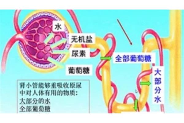 肾小管的作用