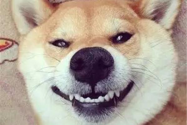 笑的像什么