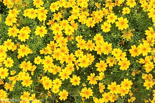 什么的小花
