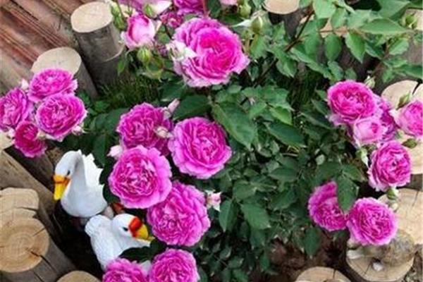 月季花怎么养