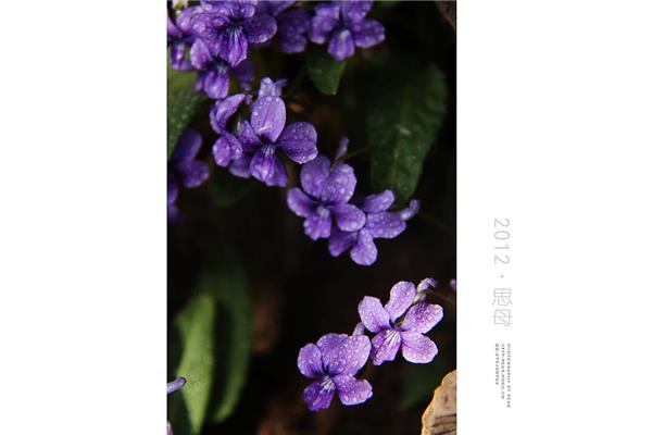 什么的小花
