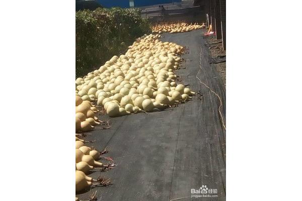 农村怎么致富