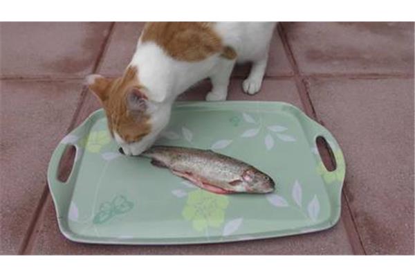 猫喜欢吃鱼吗