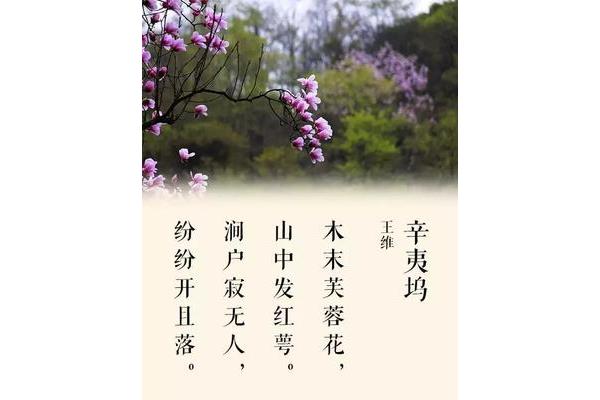 辛夷坞王维