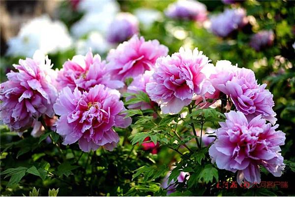 牡丹花是国花吗