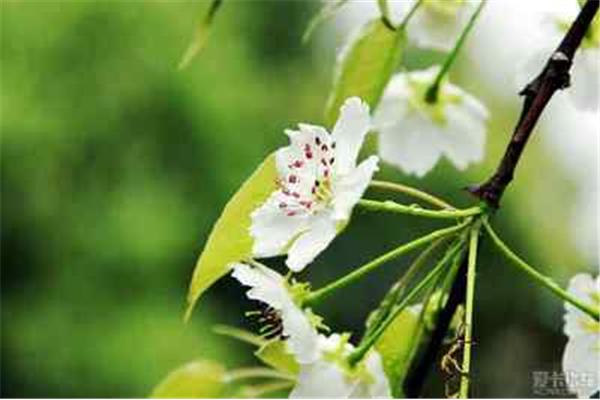 梨花带雨什么意思