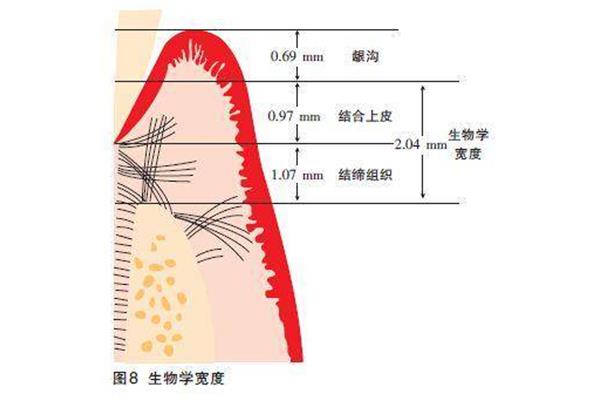 生物学宽度