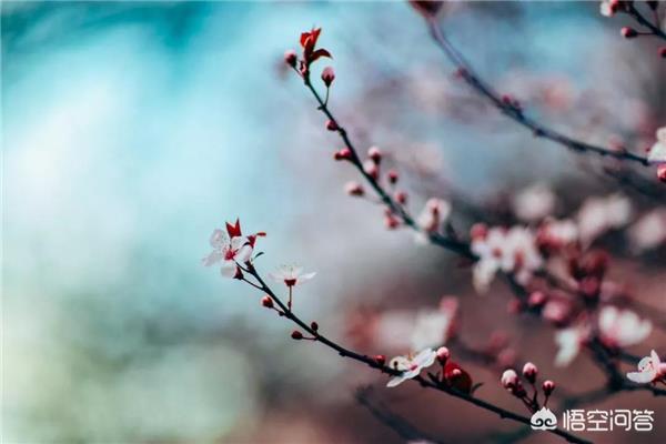 春天最美的是什么