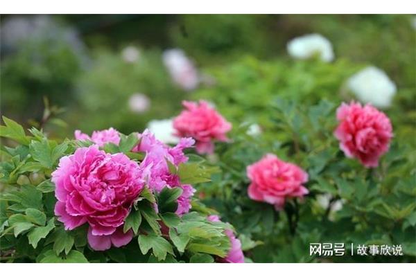 牡丹花是国花吗