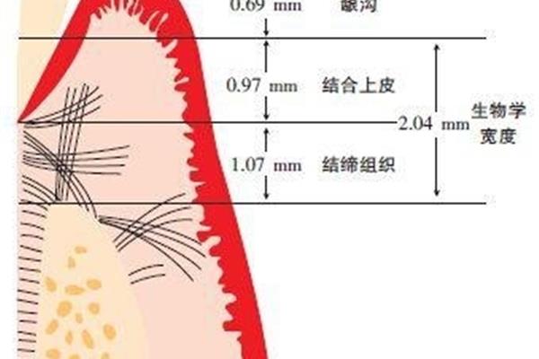 生物学宽度