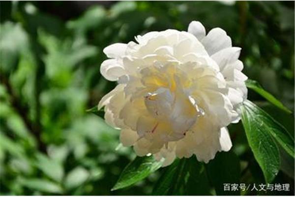 牡丹花是国花吗