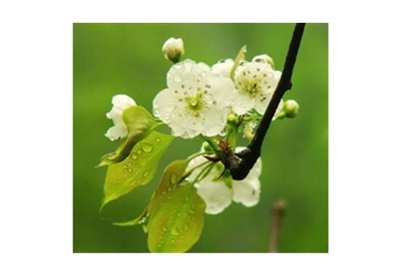 梨花带雨什么意思