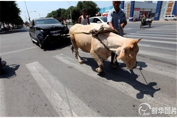 老牛拉破车