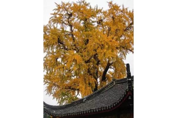 三棵银杏树