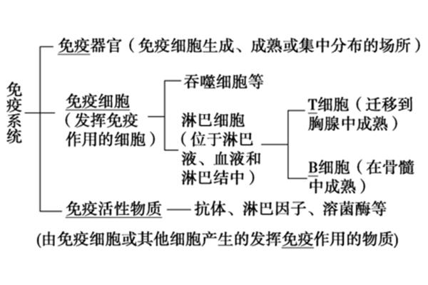 免疫调节教案