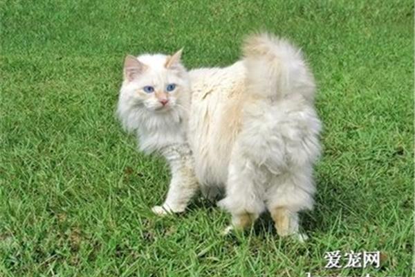 日本猫品种
