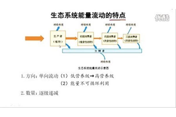 能量流动的特点