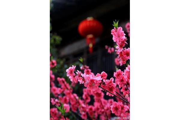 花开的句子唯美