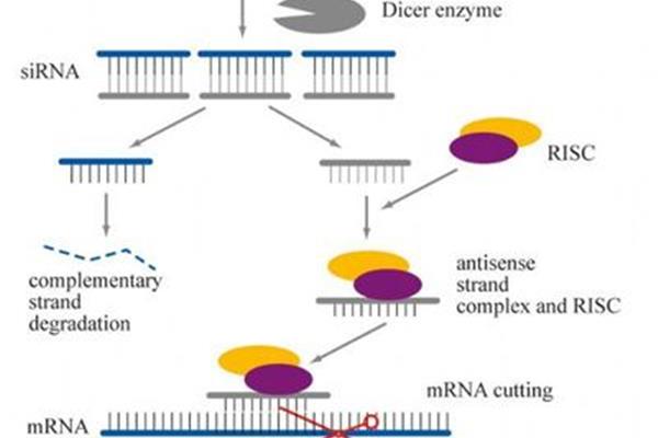 小干扰rna
