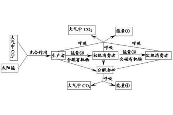 能量流动的特点