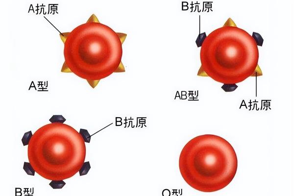 o型血和ab型血