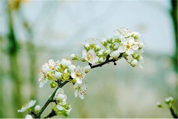 摘抄春天优美句子