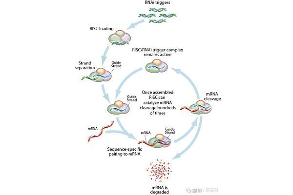 小干扰rna