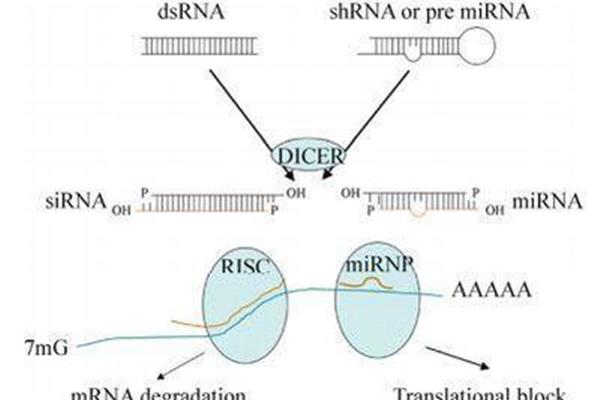 小干扰rna