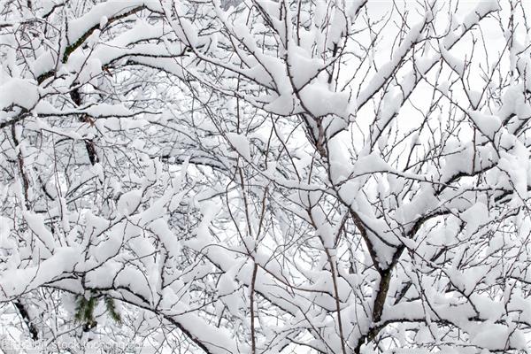 洁白的雪花