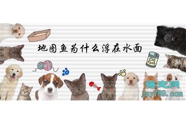 地图鱼死前征兆