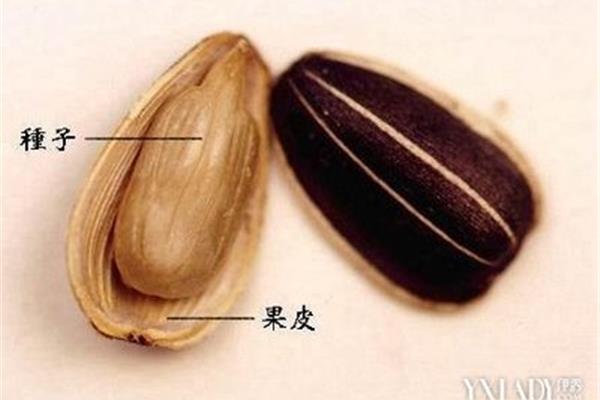 嗑瓜子会长胖吗