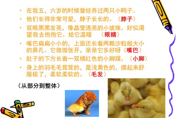 描写小动物