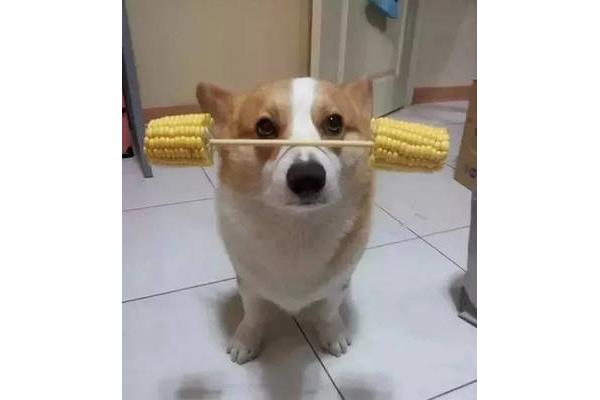 目不斜视的意思