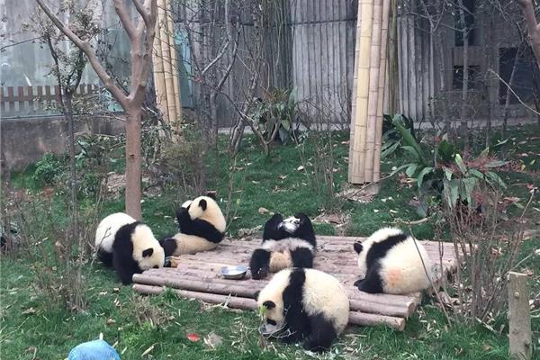 成都熊猫馆