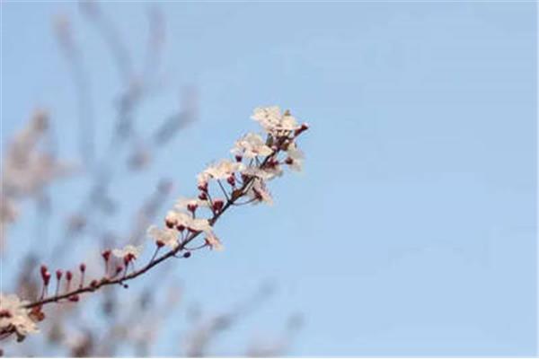 春光的意思
