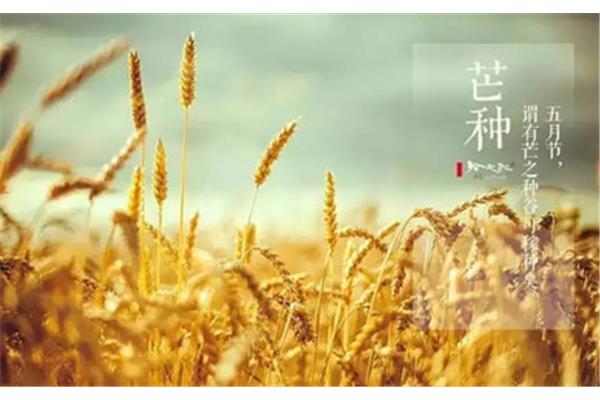 芒种是什么时候