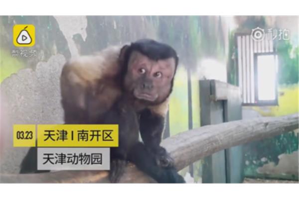 尖嘴猴腮的意思