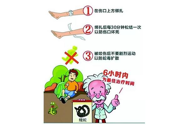 蛇咬伤急救