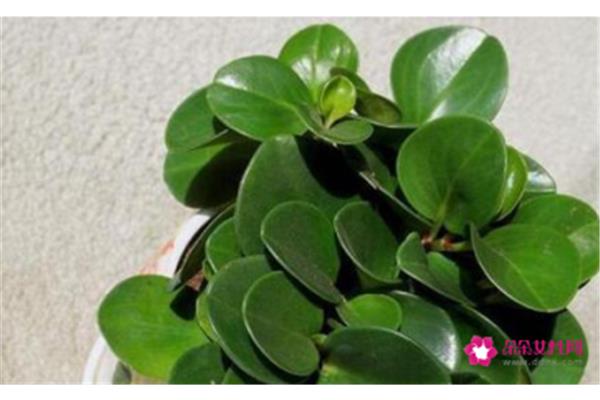 碧玉花的养殖方法