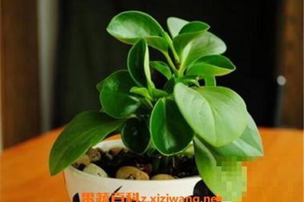 碧玉花的养殖方法