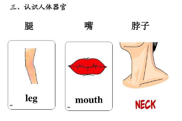 嘴巴英语单词